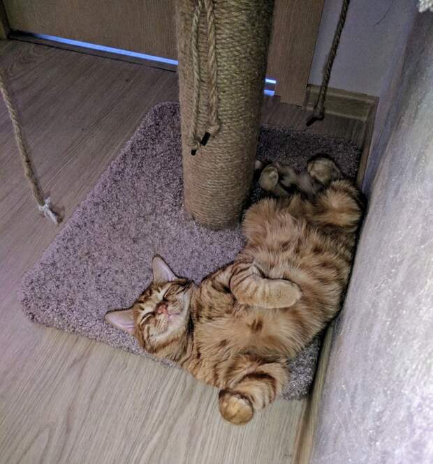 Забавные и милые животные заряжают позитивом