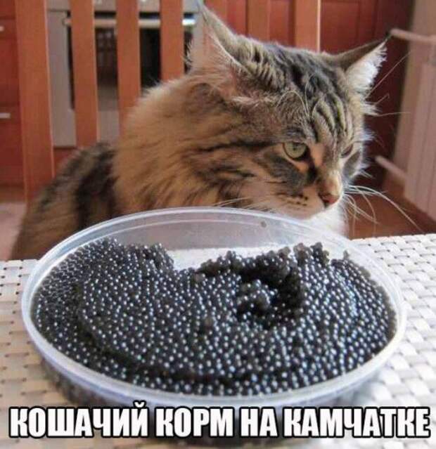Прикольные фотомемы (28 шт)