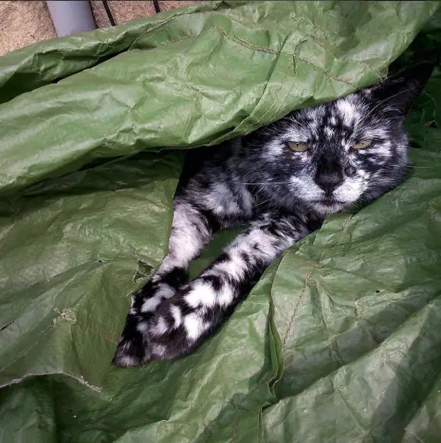 История котика Лоскутка с невероятным мраморным окрасом