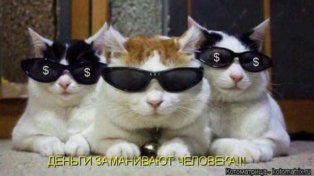 Лучшие котоматрицы недели (51 фото)
