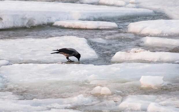 Атмосферный фронт принесёт в Петербург дожди 16 марта