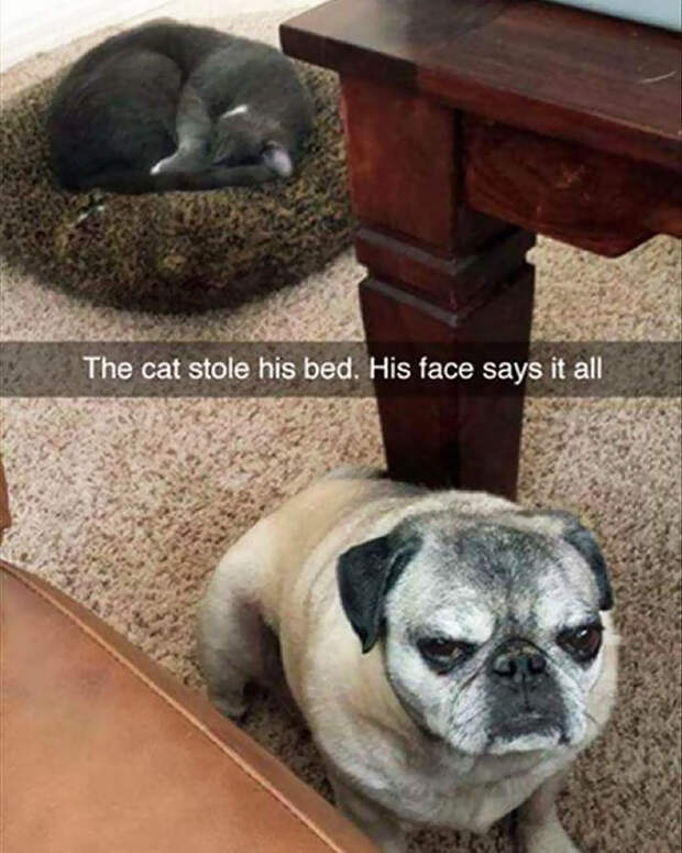 cats-stealing-dog-beds-80-57e14343be0d5__700