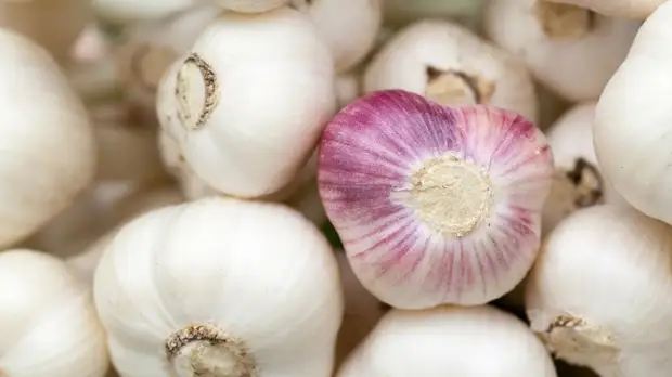 Семейный врач Ивашкевич рассказала, кому противопоказан чеснок