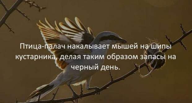 Интересные факты для любознательных (30 картинок)