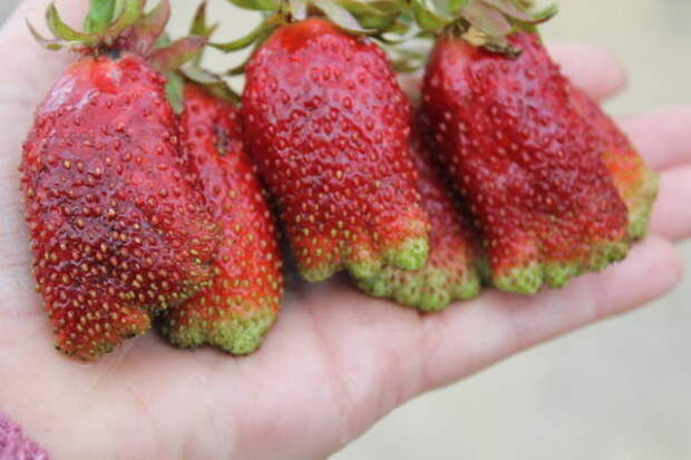 Три огромные ягоды сорта Купчиха