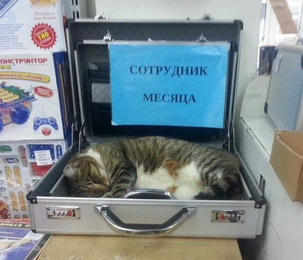 приколы