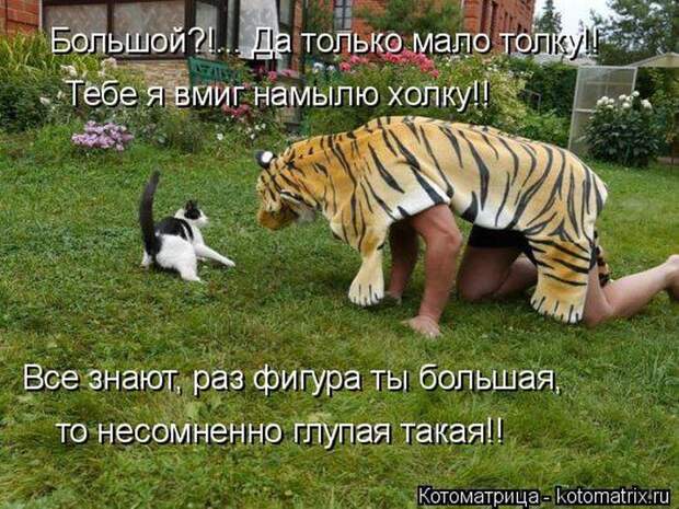 Лучшие котоматрицы недели (50 фото)