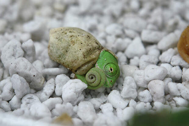 Baby Chameleon Opening His Eyes For The First Time