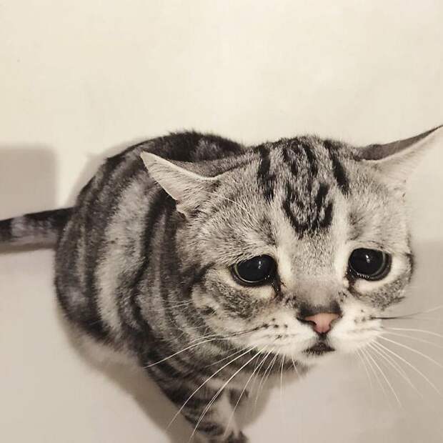 кошка луху, самая грустная кошка в мире 