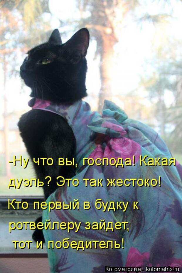 Новая котоматрица на Бугаге (35 фото)
