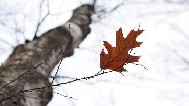 Пропавшую под Красноярском семью Усольцевых могут признать погибшей в марте