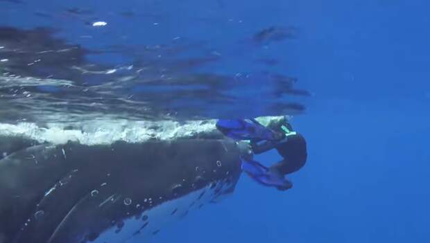 Горбатый кит спас женщину от акулы ynews, акула, животные, кит, ныряльщица, океан, спасение