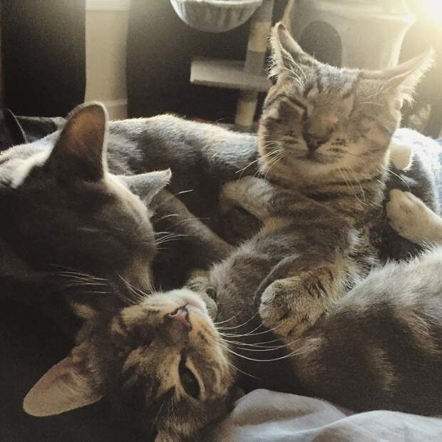 Без кота и жизнь не та
