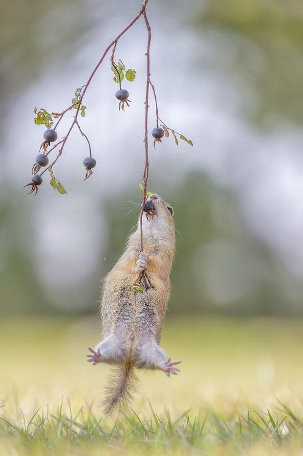 Comedy Wildlife Photo Awards Shortlist