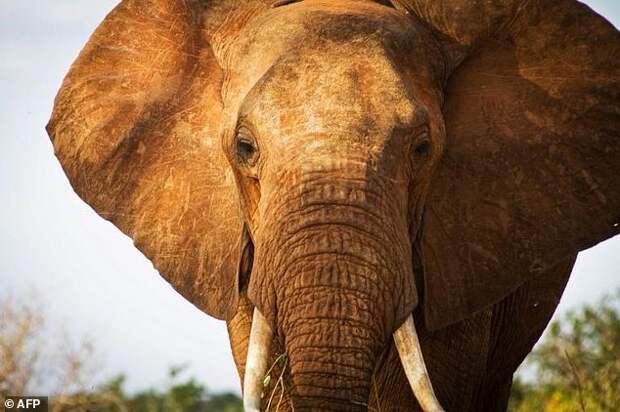 Браконьеры убили одного из самых старых слонов Африки отравленной стрелой Браконьеры, африка, бивни, браконьерство, кения, слоны