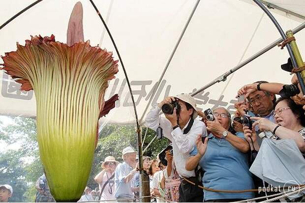 Самый большой в мире цветок распустился в Бельгии