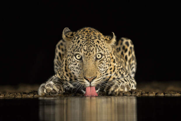 Потрясающий снимок леопарда