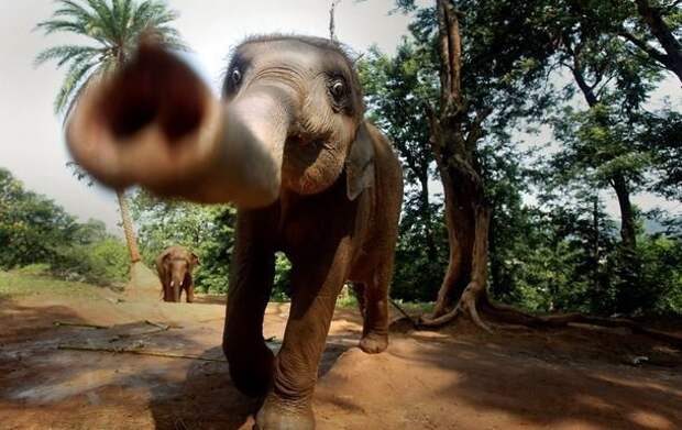 В Таиланде дикие слоны останавливают и грабят грузовики с фруктами. Фото: ВЛуки.ру.