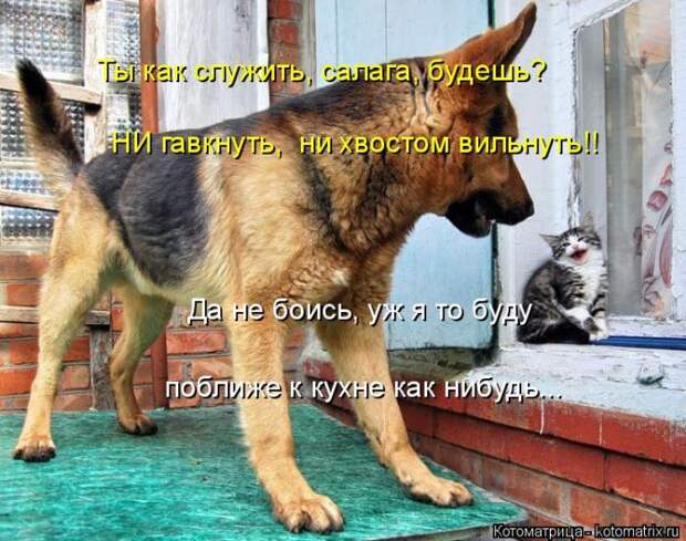 Лучшие котоматрицы недели (50 фото)