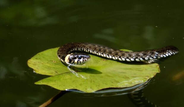 Фото: Змея водяной уж