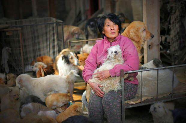 В 2015 году Ян проехала 2500 км до Юйлиня и потратила 7 000 юаней (1100 долларов), чтобы освободить 100 собак от неминуемой смерти китай, собаки, спасение животных