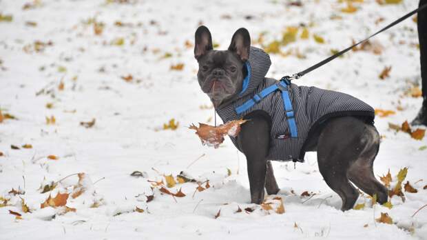 Кинологи рассказали, как защитить собаку от кражи