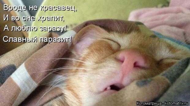Лучшие котоматрицы недели (50 фото)
