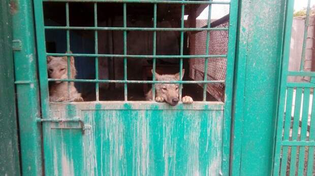 Два забитых волчонка жались друг к другу в тесной клетке волк, волки, волчонок, дикие животные, зоопарк