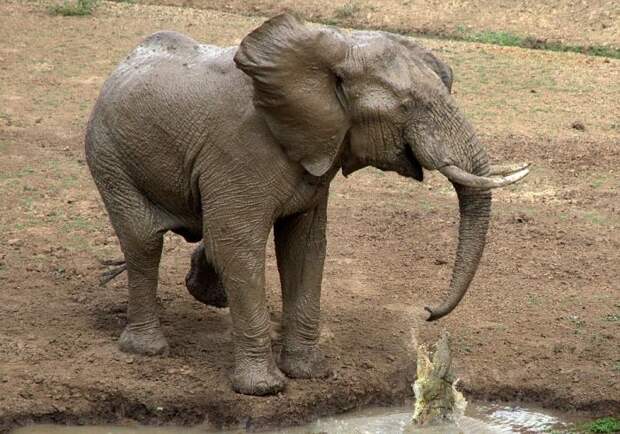 крокодил укусил слона за хобот, слон шёл пить воду укусил крокодил, слон крокодил хобот