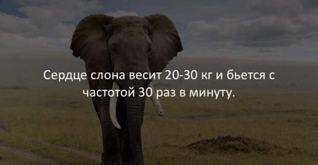 Интересные факты (40 картинок)