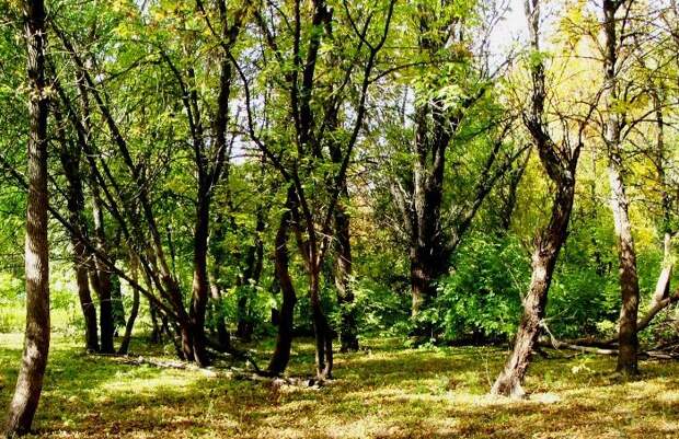 В двух астраханских лесничествах уже открыт пожароопасный сезон