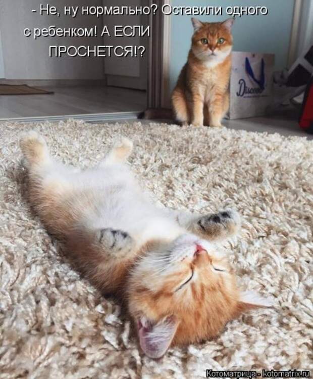 Новая котоматрица на Бугаге (35 фото)