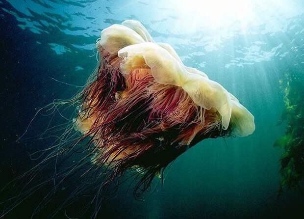 Медуза «львиная грива» и другие опасные представители морских глубин