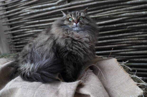 Ветеринар: Чтобы изменить поведение кота, надо изучить его действия