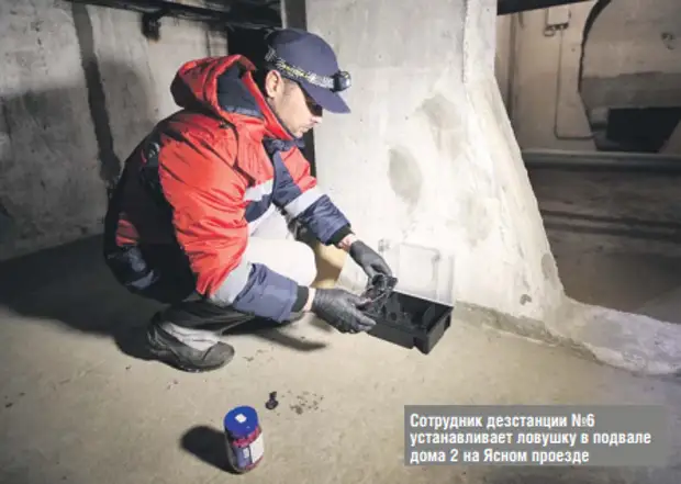 В Южном Медведкове пришлось травить грызунов