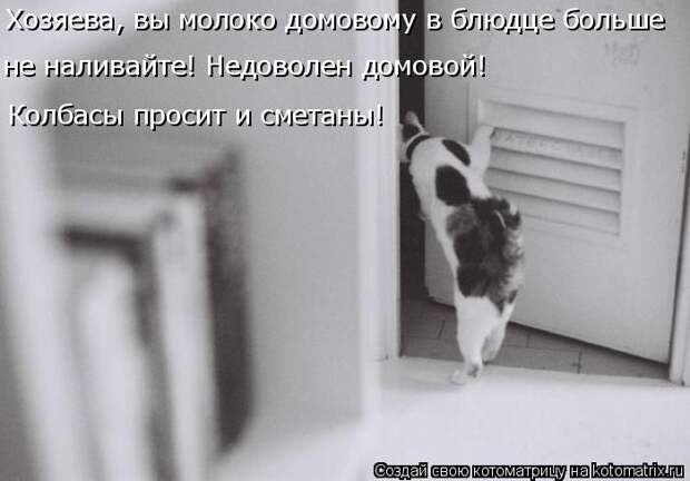 Лучшие котоматрицы недели (50 фото)