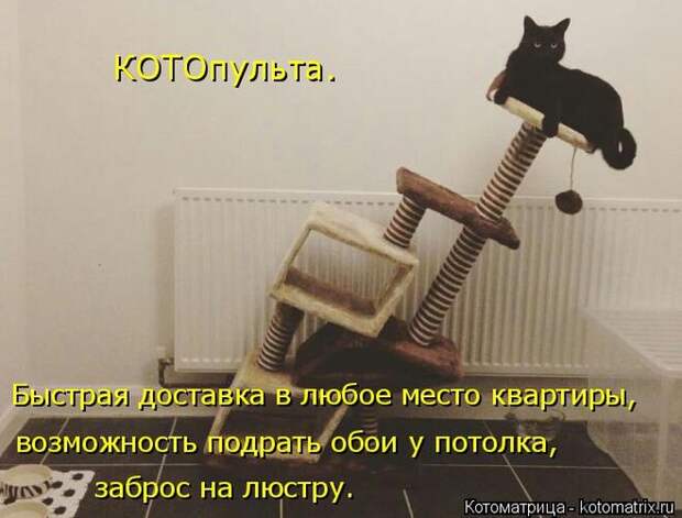 Лучшие котоматрицы недели (50 фото)