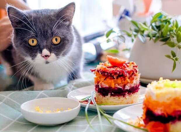 Назван наименее калорийный из плотных салатов