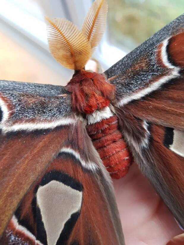 Выведение бабочек Павлиноглазка атлас в домашних условиях