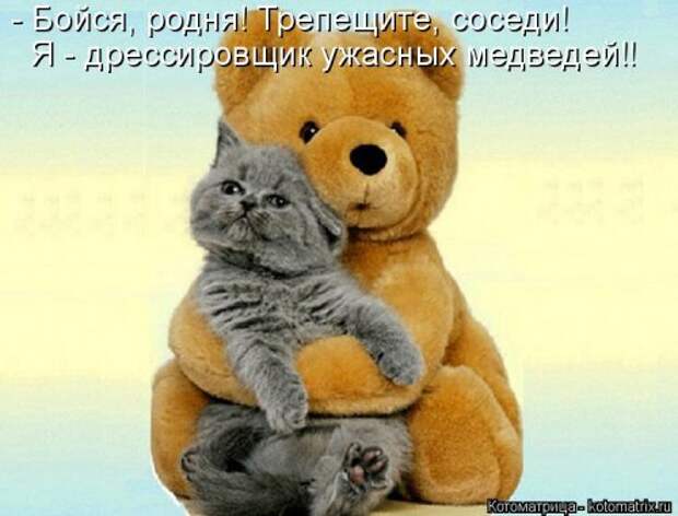 Новая котоматрица для всех! (34 фото)