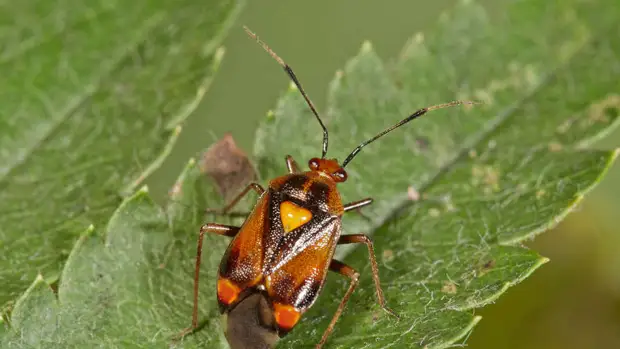 Российские энтомологи создали нейросеть для поиска насекомых-вредителей