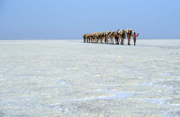 Верблюжий караван, перевозящий мешки соли через соляную равнину. Фото: Карл Корт (Carl Court: Getty) безжизненное место, вулканы, интересное, фотографии