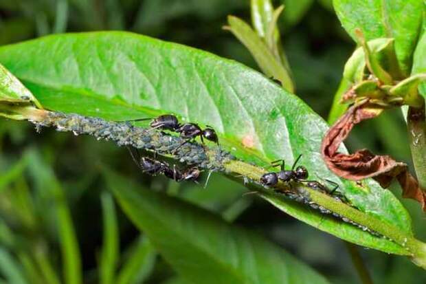 муравьи: способы борьбы без химикатов