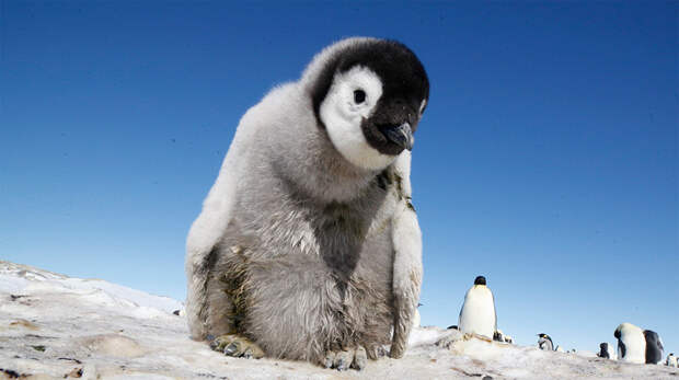 Пингвины и их частная жизнь