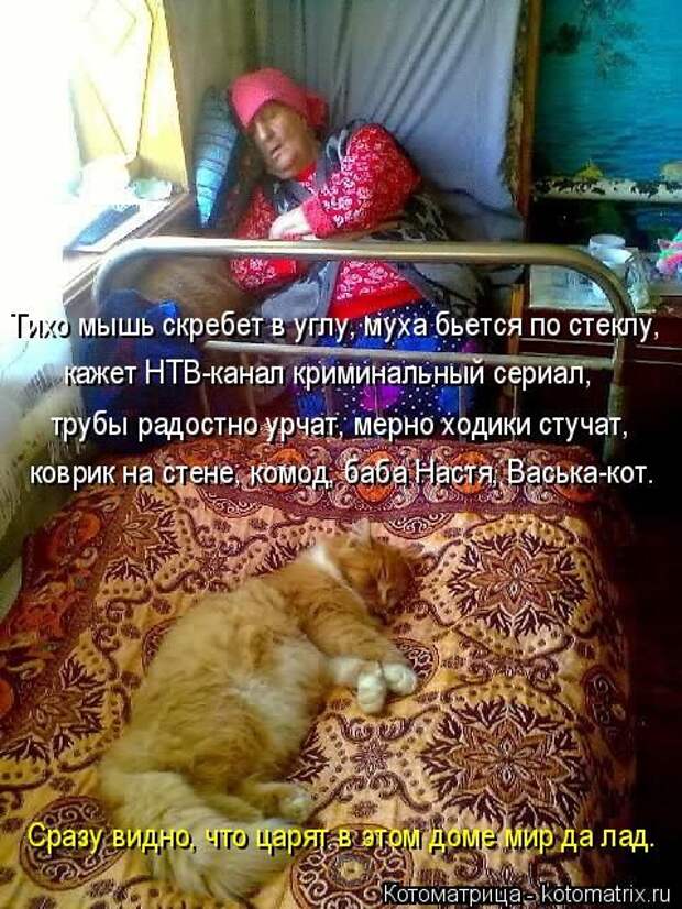 Лучшие котоматрицы недели (50 фото)