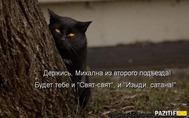 Просто котики коты, юмор