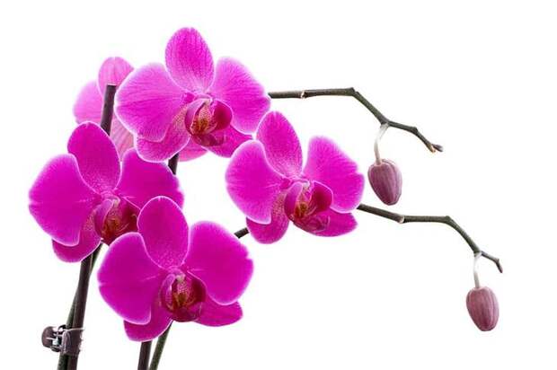 Сорта орхидей: самые красивые виды, фото и названия