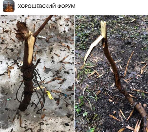Незаконно высаженные деревья удалили с улицы Острякова