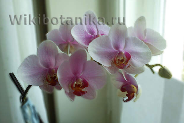 orchideya-menyet-cvet-02