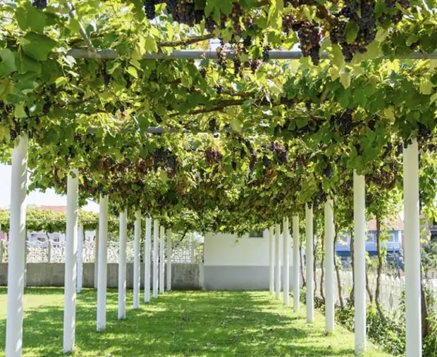 Руководство по созданию шпалеры для винограда своими руками | В саду (donttk.ru)